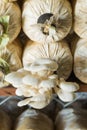 Leaven of Oyster mushroom Royalty Free Stock Photo