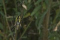 Female Black and Yellow Garden Spider in her web Royalty Free Stock Photo