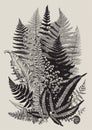 Leaver ferns. Composition. Vector botanical vintage illustration.