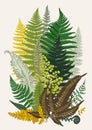 Leaver ferns. Composition. Vector botanical vintage illustration.