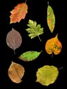 Leaves of 8 species in autumn Royalty Free Stock Photo