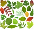 Leaves Royalty Free Stock Photo