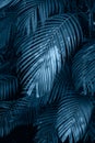 Leaves abstract palm tropical leaves colorful flower on dark tropical foliage nature background dark blue foliage nature Royalty Free Stock Photo