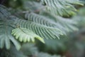 Leaves of acacia Corniger close-up. A tree with very small leaves Royalty Free Stock Photo