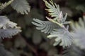 Leaves of acacia Corniger close-up. A tree with very small leaves Royalty Free Stock Photo