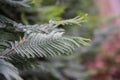 Leaves of acacia Corniger close-up. A tree with very small leaves Royalty Free Stock Photo