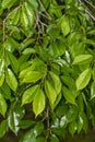 Leaves of Accolade Hybrid Elm