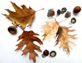 Leaves and acorns of canadian northern oak on a white background Royalty Free Stock Photo