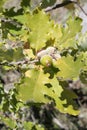 Leaves and acorns of pubescent oak