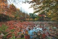 Leaves afloat by the pond in autumn