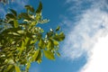 Leaves against deep blue sky