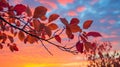 Leaves against a vibrant sunset sky