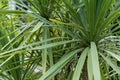 Leaves of agavaceae cordyline indivisa palm tree from new zealand Royalty Free Stock Photo