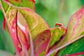 The leaves of the Aglaonema tree