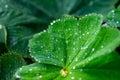 Leaves of Alchemilla mollis, garden lady\'s-mantle Royalty Free Stock Photo