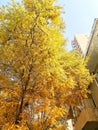 The leaves are all golden. Royalty Free Stock Photo