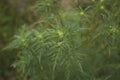 Ambrosia artemisiifolia plant Royalty Free Stock Photo