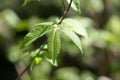 Leaves of an American elm, Ulmus americana Royalty Free Stock Photo