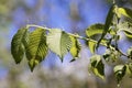 Leaves of an American elm, Ulmus americana Royalty Free Stock Photo