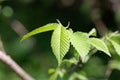 Leaves of an American elm, Ulmus americana Royalty Free Stock Photo