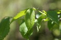 Leaves of an American elm, Ulmus americana Royalty Free Stock Photo