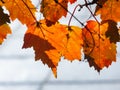 Leaves of Amur Maple or Acer ginnala in autumn against sunlight with bokeh background, selective focus, shallow DOF Royalty Free Stock Photo