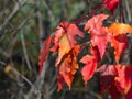 Leaves of Amur Maple or Acer ginnala in autumn sunlight with bokeh background, selective focus, shallow DOF Royalty Free Stock Photo