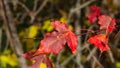 Leaves of Amur Maple or Acer ginnala in autumn sunlight with bokeh background, selective focus, shallow DOF Royalty Free Stock Photo