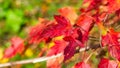 Leaves of Amur Maple or Acer ginnala in autumn sunlight with bokeh background, selective focus, shallow DOF Royalty Free Stock Photo