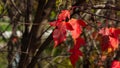 Leaves of Amur Maple or Acer ginnala in autumn sunlight with bokeh background, selective focus, shallow DOF Royalty Free Stock Photo