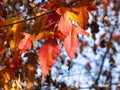 Leaves of Amur Maple or Acer ginnala in autumn sunlight with bokeh background, selective focus, shallow DOF Royalty Free Stock Photo