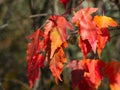 Leaves of Amur Maple or Acer ginnala in autumn sunlight with bokeh background, selective focus, shallow DOF Royalty Free Stock Photo