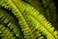 Leaves of Angiopteris evecta, a type of fern.