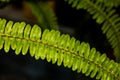 Leaves of Angiopteris evecta, a type of fern.