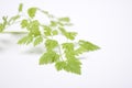 Leaves Of Anthriscus Cerefolium, Chervil Royalty Free Stock Photo