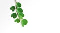 Isolated branch of Apte leaves on white background.