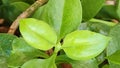 The leaves of Aptenia cordifolia are fleshy and glossy green, featuring either a rounded or heart-shaped form. Royalty Free Stock Photo