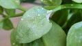 The leaves of Aptenia cordifolia are fleshy and glossy green, featuring either a rounded or heart-shaped form. With insect. Royalty Free Stock Photo