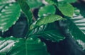 Leaves of arabica coffee tree