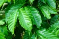 Leaves of arabica coffee tree