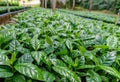 Leaves of arabica coffee tree nursery plantation