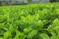 Leaves of Arachis hypogaea L. In the morning sunlight Royalty Free Stock Photo