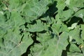 Leaves of arctium tomentosum