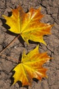 Leaves on arid ground