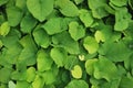 Leaves Of Aristolochia