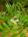 Leaves of Aromatic neem tree