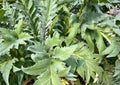 Leaves of an artichocke thistle