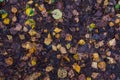 The leaves of aspen and birch fell to the ground, the approach of autumn and the first leaf fall. Royalty Free Stock Photo