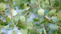 The leaves of the aspen oscillate in the wind. close-up