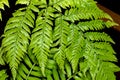 Leaves of athyrium niponicum, a type of fern.